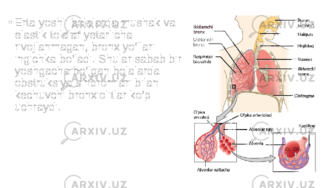 • Erta yoshli bolalarda mushak va elastik tolalar yetarlicha rivojlanmagan, bronx yo’llari ingichka bo’ladi. Shular sabab bir yoshgacha bo’lgan bolalarda obstruksiya sindromlari bilan kechuvchi bronxiolitlar ko’p uchraydi. 