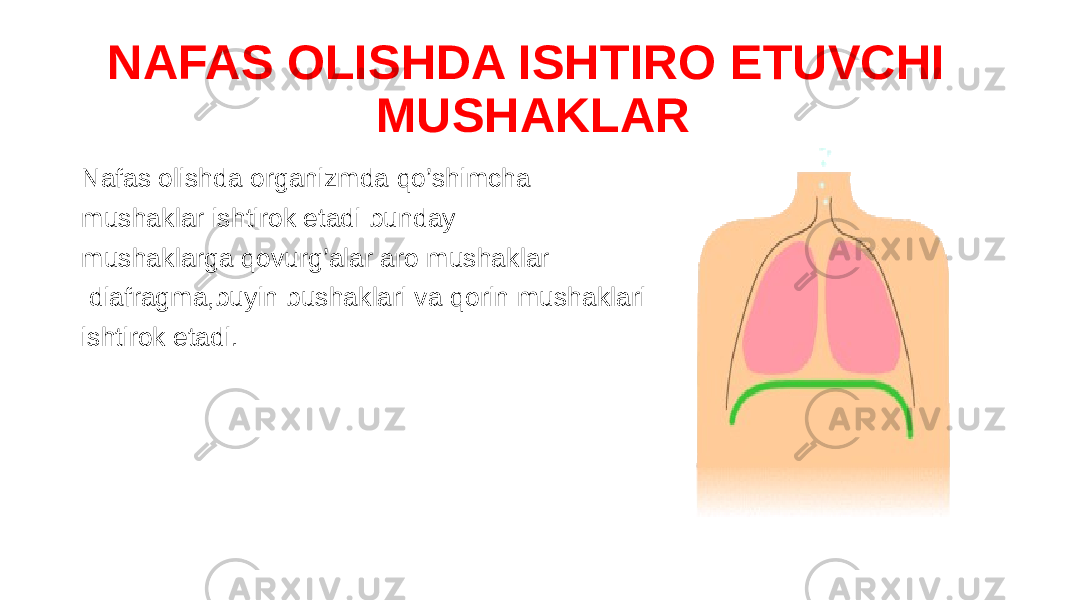 NAFAS OLISHDA ISHTIRO ETUVCHI MUSHAKLAR Nafas olishda organizmda qo’shimcha mushaklar ishtirok etadi bunday mushaklarga qovurg’alar aro mushaklar diafragma,buyin bushaklari va qorin mushaklari ishtirok etadi. 