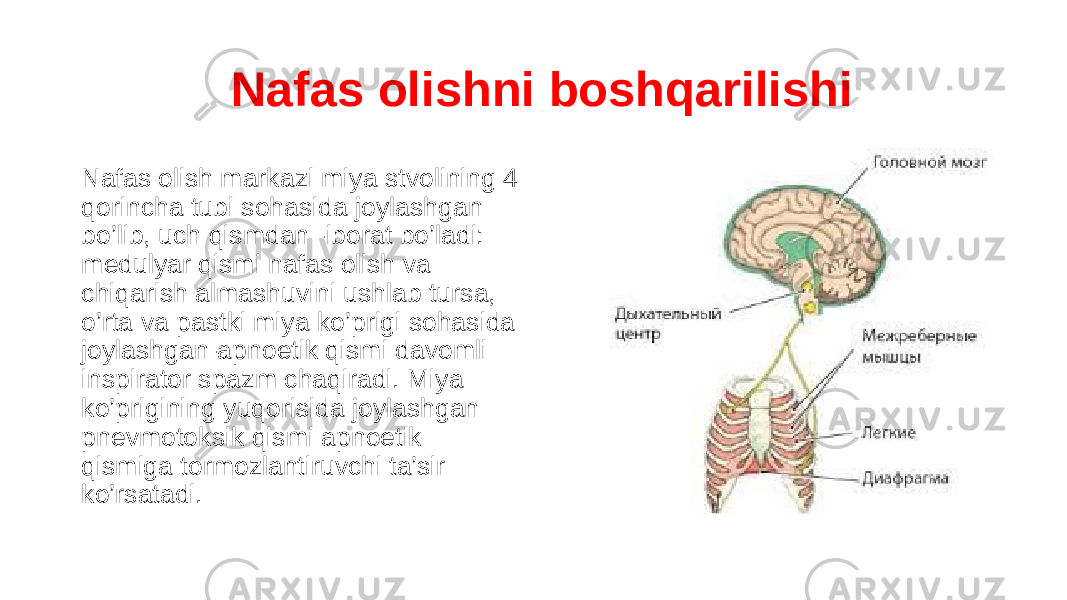  Nafas olishni boshqarilishi Nafas olish markazi miya stvolining 4 qorincha tubi sohasida joylashgan bo’lib, uch qismdan -iborat bo’ladi: medulyar qismi nafas olish va chiqarish almashuvini ushlab tursa, o’rta va pastki miya ko’prigi sohasida joylashgan-apnoetik qismi davomli inspirator spazm chaqiradi. Miya ko’prigining yuqorisida joylashgan pnevmotoksik qismi apnoetik qismiga tormozlantiruvchi ta’sir ko’rsatadi. 