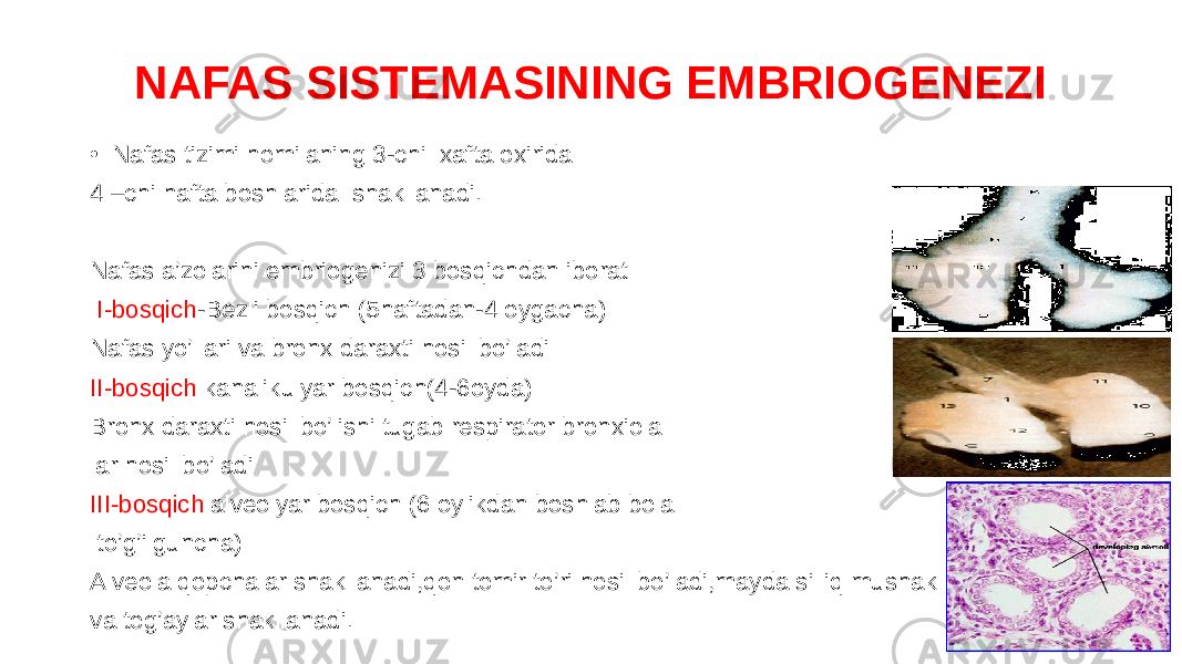 NAFAS SISTEMASINING EMBRIOGENEZI • Nafas tizimi homilaning 3-chi xafta oxirida 4 –chi hafta boshlarida shakllanadi. Nafas a’zolarini embriogenizi 3 bosqichdan iborat I-bosqich -Bezli bosqich (5haftadan-4 oygacha) Nafas yo’llari va bronx daraxti hosil bo’ladi II-bosqich kanalikulyar bosqich(4-6oyda) Bronx daraxti hosil bo’lishi tugab respirator bronxiola lar hosil bo’ladi III-bosqich alveolyar bosqich (6 oylikdan boshlab bola to’g’ilguncha) Alveola qopchalar shakllanadi,qon tomir to’ri hosil bo’ladi,mayda silliq mushak va tog’aylar shakllanadi. 