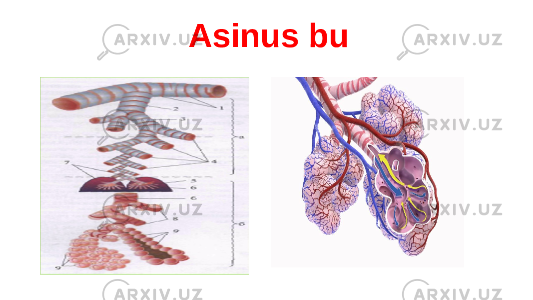 Asinus bu 