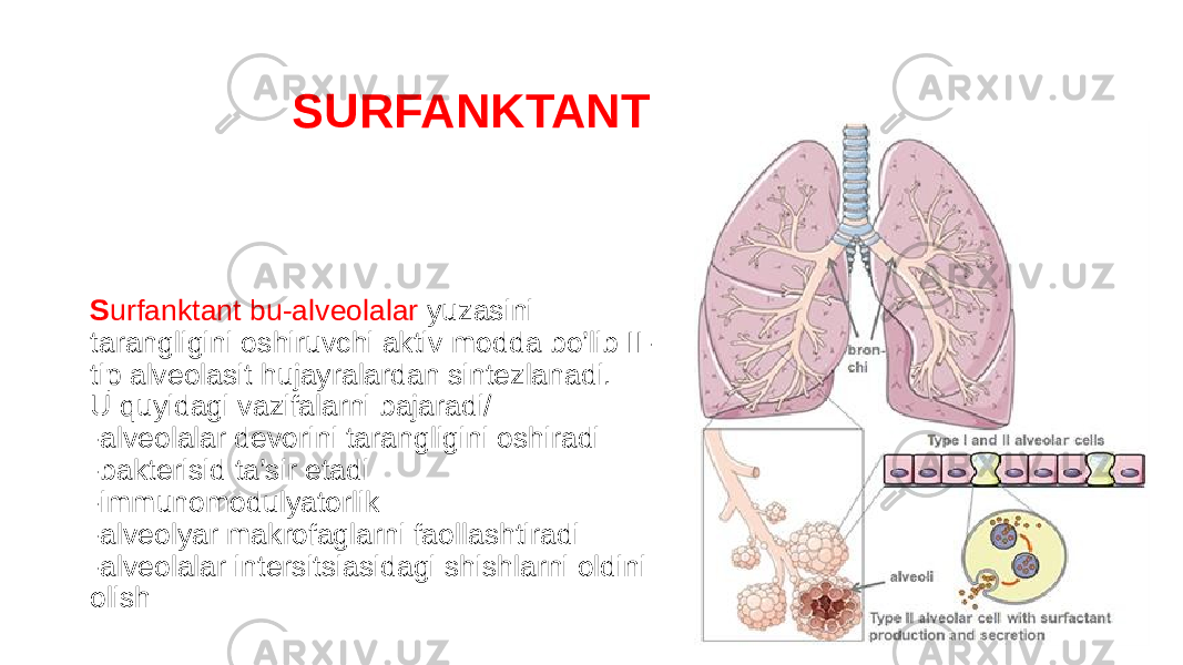  SURFANKTANT S urfanktant bu-alveolalar yuzasini tarangligini oshiruvchi aktiv modda bo’lib II- tip alveolasit hujayralardan sintezlanadi. U quyidagi vazifalarni bajaradi/ -alveolalar devorini tarangligini oshiradi -bakterisid ta’sir etadi -immunomodulyatorlik -alveolyar makrofaglarni faollashtiradi -alveolalar intersitsiasidagi shishlarni oldini olish 