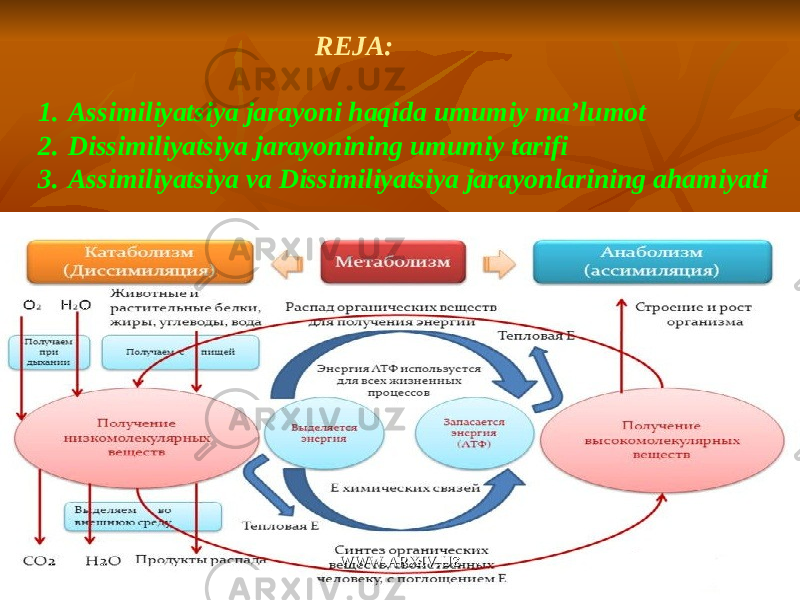 REJA: 1. Assimiliyatsiya jarayoni haqida umumiy ma’lumot 2. Dissimiliyatsiya jarayonining umumiy tarifi 3. Assimiliyatsiya va Dissimiliyatsiya jarayonlarining ahamiyati WWW.ARXIV.UZWWW.ARXIV.UZ 