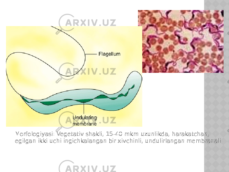 Morfologiyasi: Vegetativ shakli, 15-40 mkm uzunlikda, harakatchan, egilgan ikki uchi ingichkalangan bir xivchinli, undulirlangan membranali 