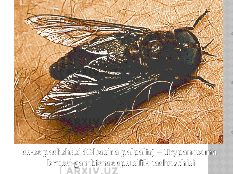 se-se pashshasi (Glossina palpalis) – Trypanosoma brucei gambiense spetsifik tashuvchisi 