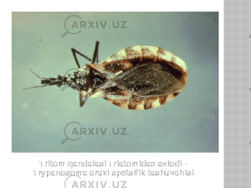 Tritom qandalasi Triatomidae avlodi - Trypanosoma cruzi spetsifik tashuvchisi 