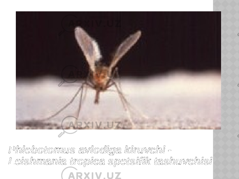 Phlebotomus avlodiga kiruvchi - Leishmania tropica spetsifik tashuvchisi 