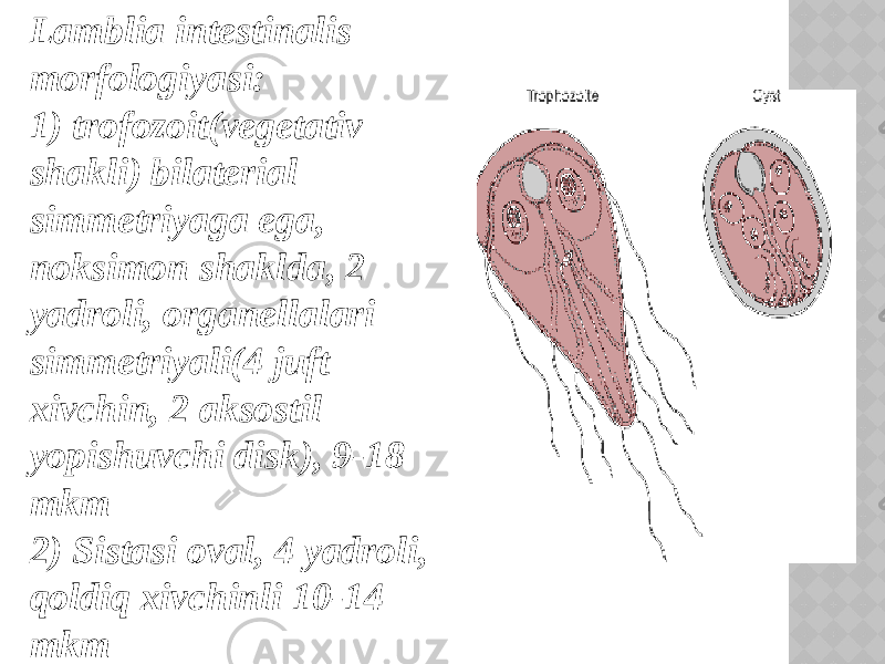 Lamblia intestinalis morfologiyasi: 1) trofozoit(vegetativ shakli) bilaterial simmetriyaga ega, noksimon shaklda, 2 yadroli, organellalari simmetriyali(4 juft xivchin, 2 aksostil yopishuvchi disk), 9-18 mkm 2) Sistasi oval, 4 yadroli, qoldiq xivchinli 10-14 mkm 
