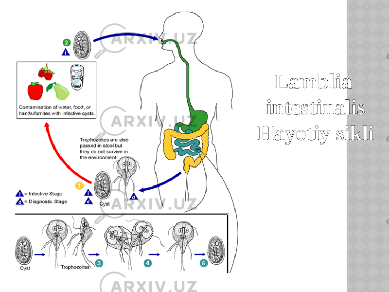 Lamblia intestinalis Hayotiy sikli 