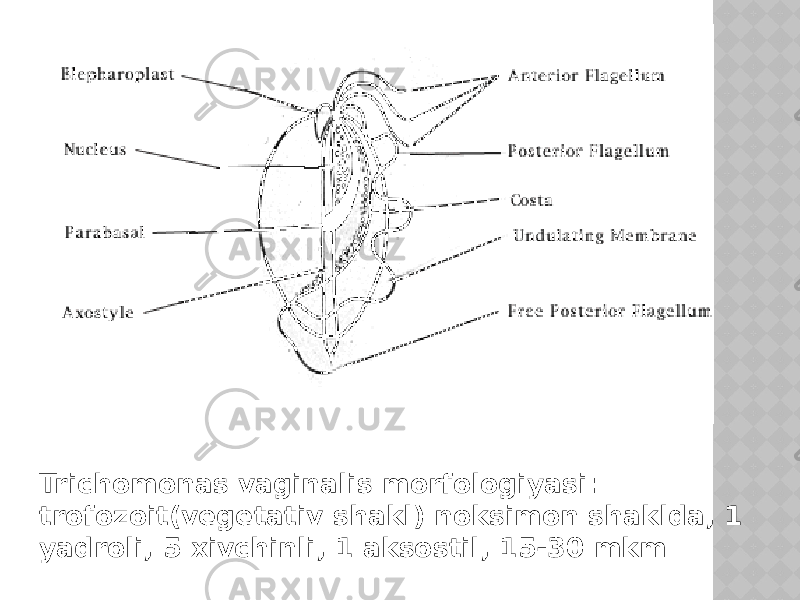 Trichomonas vaginalis morfologiyasi: trofozoit(vegetativ shakl) noksimon shaklda, 1 yadroli, 5 xivchinli, 1 aksostil, 15-30 mkm 