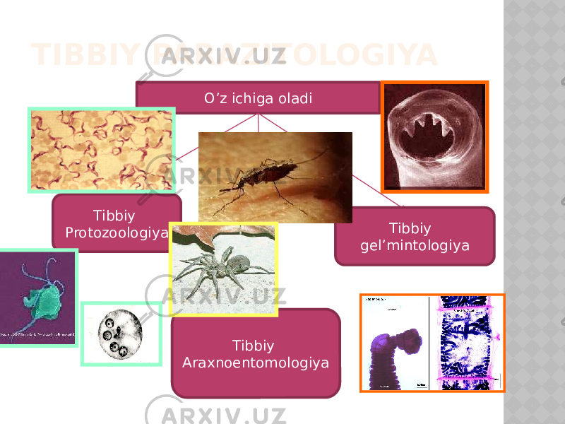 TIBBIY PARAZITOLOGIYA Oʼz ichiga oladi Tibbiy Protozoologiya Tibbiy gel’mintologiya Tibbiy Аraxnoentomologiya 