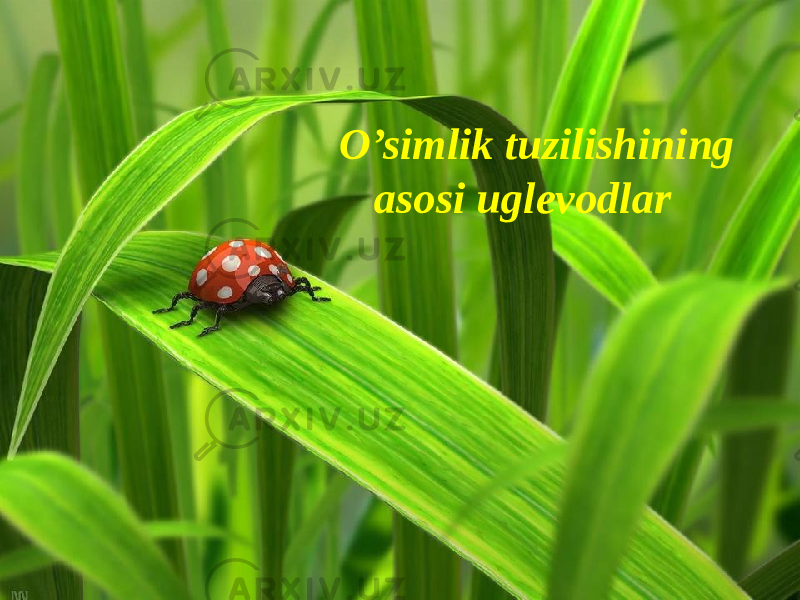 O’simlik tuzilishining asosi uglevodlar 