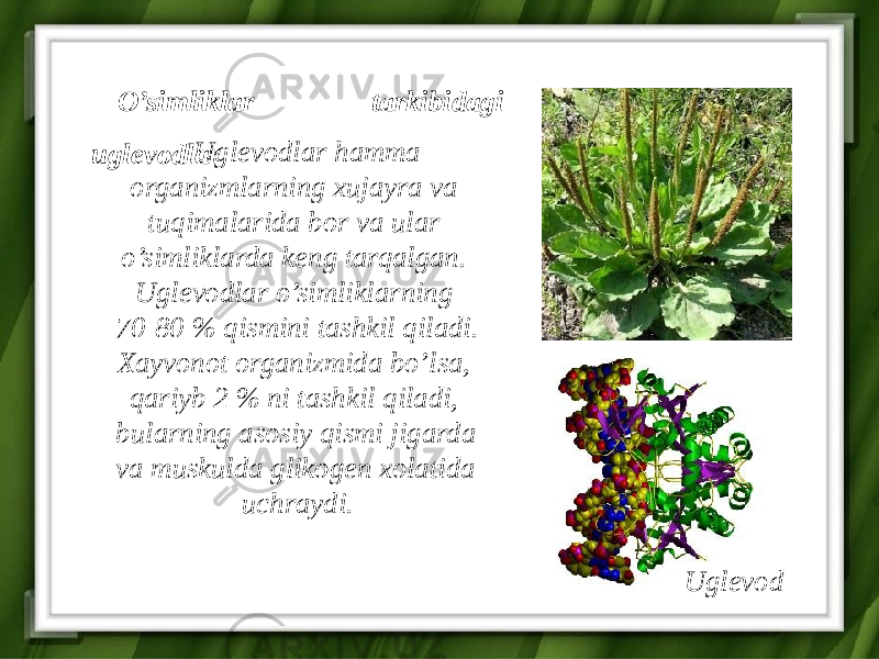 Uglevodlar hamma organizmlarning xujayra va tuqimalarida bor va ular o’simliklarda keng tarqalgan. Uglevodlar o’simliklarning 70-80 % qismini tashkil qiladi. Xayvonot organizmida bo’lsa, qariyb 2 % ni tashkil qiladi, bularning asosiy qismi jigarda va muskulda glikogen xolatida uchraydi. O’simliklar tarkibidagi uglevodlar Uglevod 