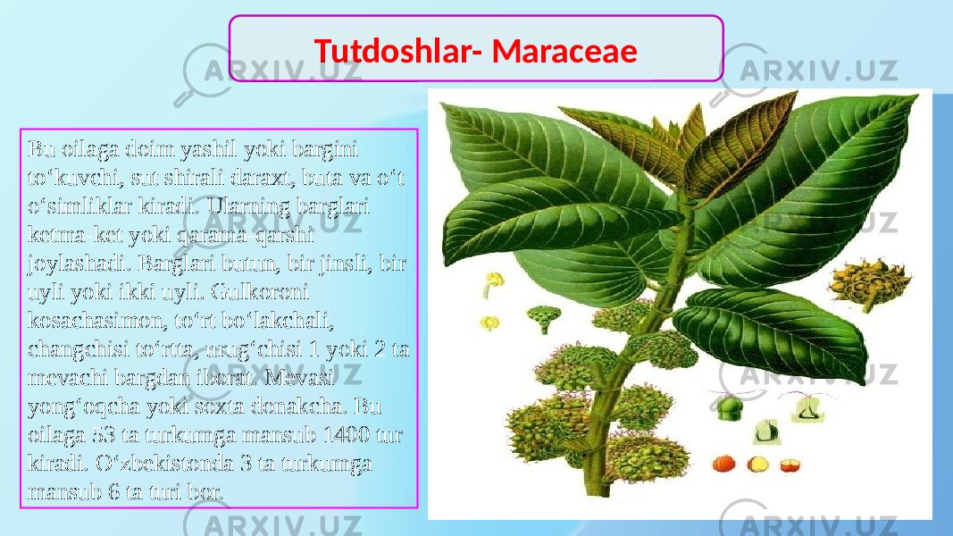 Bu oilaga doim yashil yoki bargini to‘kuvchi, sut shirali daraxt, buta va o‘t o‘simliklar kiradi. Ularning barglari ketma-ket yoki qarama-qarshi joylashadi. Barglari butun, bir jinsli, bir uyli yoki ikki uyli. Gulkoroni kosachasimon, to‘rt bo‘lakchali, changchisi to‘rtta, urug‘chisi 1 yoki 2 ta mevachi bargdan iborat. Mevasi yong‘oqcha yoki soxta donakcha. Bu oilaga 53 ta turkumga mansub 1400 tur kiradi. O‘zbekistonda 3 ta turkumga mansub 6 ta turi bor. Tutdoshlar- Maraceae 