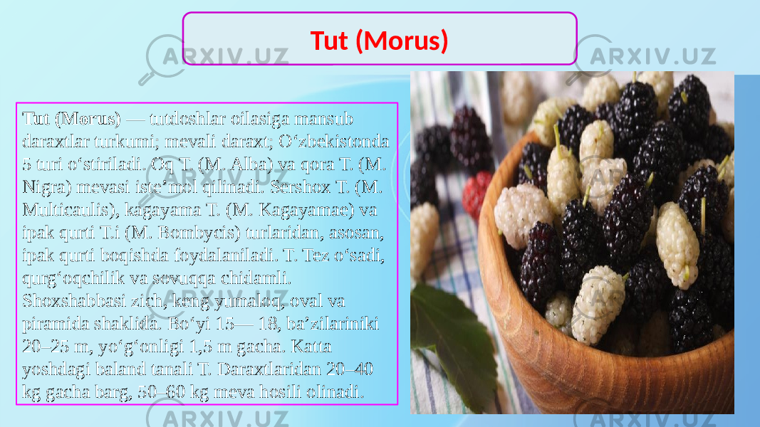 Tut (Morus) — tutdoshlar oilasiga mansub daraxtlar turkumi; mevali daraxt; Oʻzbekistonda 5 turi oʻstiriladi. Oq T. (M. Alba) va qora T. (M. Nigra) mevasi isteʼmol qilinadi. Sershox T. (M. Multicaulis), kagayama T. (M. Kagayamae) va ipak qurti T.i (M. Bombycis) turlaridan, asosan, ipak qurti boqishda foydalaniladi. T. Tez oʻsadi, qurgʻoqchilik va sovuqqa chidamli. Shoxshabbasi zich, keng yumaloq, oval va piramida shaklida. Boʻyi 15— 18, baʼzilariniki 20–25 m, yoʻgʻonligi 1,5 m gacha. Katta yoshdagi baland tanali T. Daraxtlaridan 20–40 kg gacha barg, 50–60 kg meva hosili olinadi. Tut (Morus) 