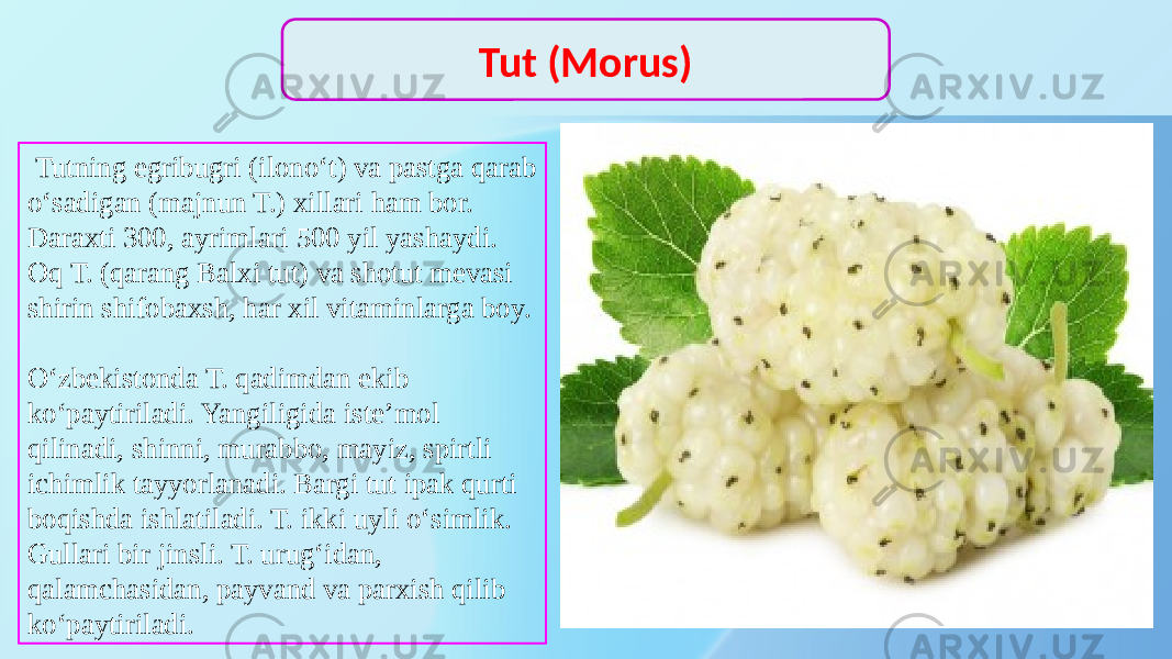  Tutning egribugri (ilonoʻt) va pastga qarab oʻsadigan (majnun T.) xillari ham bor. Daraxti 300, ayrimlari 500 yil yashaydi. Oq T. (qarang Balxi tut) va shotut mevasi shirin shifobaxsh, har xil vitaminlarga boy. Oʻzbekistonda T. qadimdan ekib koʻpaytiriladi. Yangiligida isteʼmol qilinadi, shinni, murabbo, mayiz, spirtli ichimlik tayyorlanadi. Bargi tut ipak qurti boqishda ishlatiladi. T. ikki uyli oʻsimlik. Gullari bir jinsli. T. urugʻidan, qalamchasidan, payvand va parxish qilib koʻpaytiriladi. Tut (Morus) 