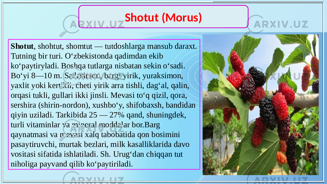 Shotut , shohtut, shomtut — tutdoshlarga mansub daraxt. Tutning bir turi. Oʻzbekistonda qadimdan ekib koʻpaytiryladi. Boshqa tutlarga nisbatan sekin oʻsadi. Boʻyi 8—10 m. Sadasimon, bargi yirik, yuraksimon, yaxlit yoki kertikli, cheti yirik arra tishli, dagʻal, qalin, orqasi tukli, gullari ikki jinsli. Mevasi toʻq qizil, qora, sershira (shirin-nordon), xushboʻy, shifobaxsh, bandidan qiyin uziladi. Tarkibida 25 — 27% qand, shuningdek, turli vitaminlar va mineral moddalar bor.Barg qaynatmasi va mevasi xalq tabobatida qon bosimini pasaytiruvchi, murtak bezlari, milk kasalliklarida davo vositasi sifatida ishlatiladi. Sh. Urugʻdan chiqqan tut niholiga payvand qilib koʻpaytiriladi. Shotut (Morus) 