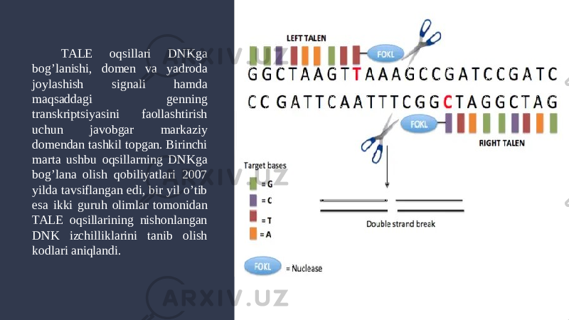TALE oqsillari DNKga bog’lanishi, domen va yadroda joylashish signali hamda maqsaddagi genning transkriptsiyasini faollashtirish uchun javobgar markaziy domendan tashkil topgan. Birinchi marta ushbu oqsillarning DNKga bog’lana olish qobiliyatlari 2007 yilda tavsiflangan edi, bir yil o’tib esa ikki guruh olimlar tomonidan TALE oqsillarining nishonlangan DNK izchilliklarini tanib olish kodlari aniqlandi. 