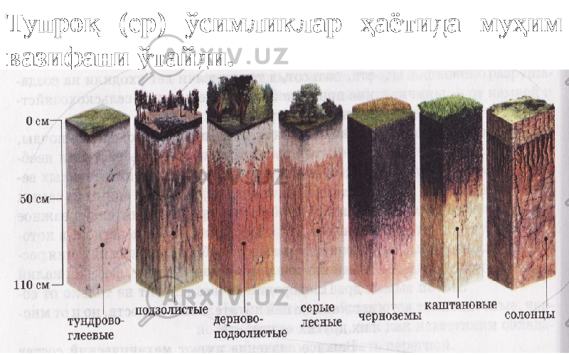 Тупроқ (ер) ўсимликлар ҳаётида муҳим вазифани ўтайди. 