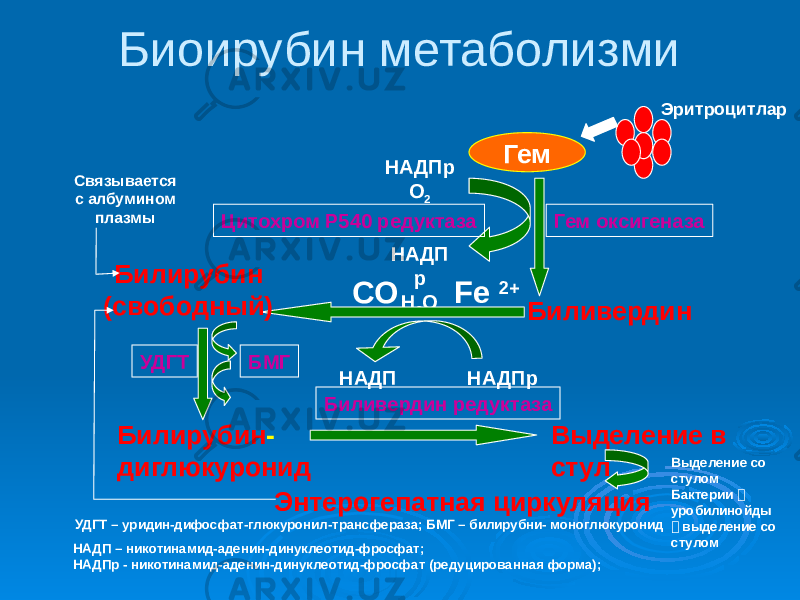 Гем Эритроцитлар Гем оксигеназа БиливердинЦитохром Р540 редуктаза НАДПр О 2 НАДП р Н 2 ОБилирубин (свободный) Fe 2+ CO Билирубин - диглюкуронид УДГТ БМГ НАДПрНAДП Биливердин редуктаза Выделение в стул Выделение со стулом Бактерии  уробилинойды  выделение со стуломУДГТ – уридин-дифосфат-глюкуронил-трансфераза; БМГ – билирубни- моноглюкуронид НАДП – никотинамид-аденин-динуклеотид-фросфат; НАДПр - никотинамид-аденин-динуклеотид-фросфат (редуцированная форма); Связывается с албумином плазмы Энтерогепатная циркуляция Биоирубин метаболизми 