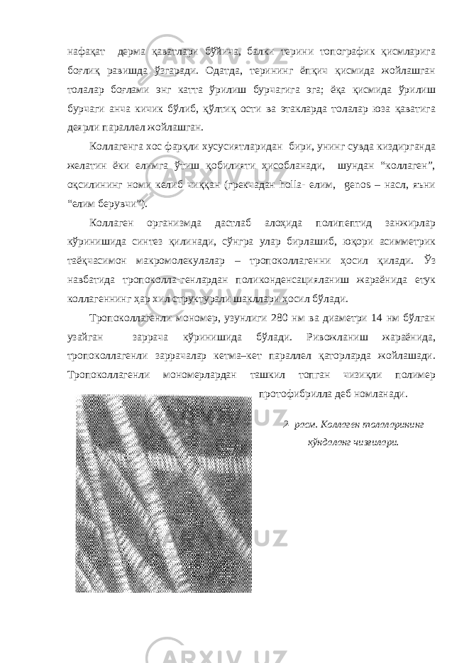 2 - расм. Коллаген толаларининг кўндаланг чизғилари.нафақат дерма қаватлари бўйича, балки терини топографик қисмларига боғлиқ равишда ўзгаради. Одатда, терининг ёпқич қисмида жойлашган толалар боғлами энг катта ўрилиш бурчагига эга; ёқа қисмида ўрилиш бурчаги анча кичик бўлиб, қўлтиқ ости ва этакларда толалар юза қаватига деярли параллел жойлашган. Коллагенга хос фарқли хусусиятларидан бири, унинг сувда киздирганда желатин ёки елимга ўтиш қобилияти ҳисобланади, шундан “коллаген”, оқсилининг номи келиб чиққан (грекчадан holla- елим, genos – насл, яъни “елим берувчи”). Коллаген организмда дастлаб алоҳида полипептид занжирлар кўринишида синтез қилинади, сўнгра улар бирлашиб, юқори асимметрик таёқчасимон макромолекулалар – тропоколлагенни ҳосил қилади. Ўз навбатида тропоколла-генлардан поликонденсацияланиш жараёнида етук коллагеннинг ҳар хил структурали шакллари ҳосил бўлади. Тропоколлагенли мономер, узунлиги 280 нм ва диаметри 14 нм бўлган узайган заррача кўринишида бўлади. Ривожланиш жараёнида, тропоколлагенли заррачалар кетма–кет параллел қаторларда жойлашади. Тропоколлагенли мономерлардан ташкил топган чизиқли полимер протофибрилла деб номланади. 