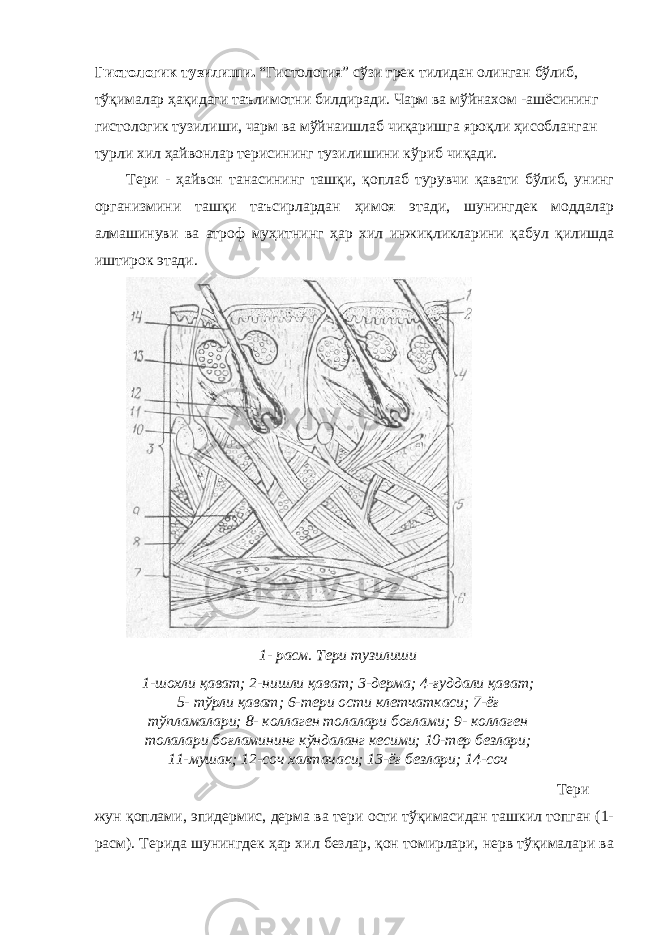 1- расм. Тери тузилиши 1-шохли қават; 2-нишли қават; 3-дерма; 4-ғуддали қават; 5- тўрли қават; 6-тери ости клетчаткаси; 7-ёғ тўпламалари; 8- коллаген толалари боғлами; 9- коллаген толалари боғламининг кўндаланг кесими; 10-тер безлари; 11-мушак; 12-соч халтачаси; 13-ёғ безлари; 14-сочГистологик тузилиши. “Гистология” сўзи грек тилидан олинган бўлиб, тўқималар ҳақидаги таълимотни билдиради. Чарм ва мўйнахом -ашёсининг гистологик тузилиши, чарм ва мўйнаишлаб чиқаришга яроқли ҳисобланган турли хил ҳайвонлар терисининг тузилишини кўриб чиқади. Тери - ҳайвон танасининг ташқи, қоплаб турувчи қавати бўлиб, унинг организмини ташқи таъсирлардан ҳимоя этади, шунингдек моддалар алмашинуви ва атроф муҳитнинг ҳар хил инжиқликларини қабул қилишда иштирок этади. Тери жун қоплами, эпидермис, дерма ва тери ости тўқимасидан ташкил топган (1- расм). Терида шунингдек ҳар хил безлар, қон томирлари, нерв тўқималари ва 