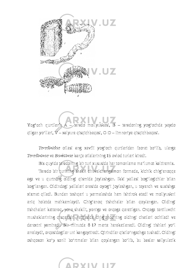 Yog‘och qurtlari: A – teredo mollyuskasi, B – teredoning yog‘ochda paydo qilgan yо‘llari, V – xelyura qisqichbaqasi, G-D – limnoriya qisqichbaqasi. Teredinidae oilasi eng xavfli yog‘och qurtlaridan iborat bо‘lib, ularga Teredininae va Bankiinae kenja oilalarining 15 avlod turlari kiradi. Biz quyida teredoning bir turi xususida har tomonlama ma’lumot keltiramiz. Teredo bir turining shakli chuvalchangsimon formada, kichik chig‘anoqqa ega va u qurtning oldingi qismida joylashgan. Ikki pallasi bog‘lagichlar bilan bog‘langan. Oldindagi pallalari orasida oyog‘i joylashgan, u tayanch va suzishga xizmat qiladi. Bundan tashqari u parmalashda ham ishtirok etadi va mollyuskni aniq holatda mahkamlaydi. Chig‘anoq tishchalar bilan qoplangan. Oldingi tishchalari kattaroq, pona shaklli, yoniga va orqaga qaratilgan. Orqaga tortiluvchi mushaklarining qisqarishi natijasida chig‘onoqning oldingi chetlari ochiladi va daraxtni yemiradi. Bir minutda 8-12 marta harakatlanadi. Oldingi tishlari yо‘l arralaydi, orqasidagilar uni kengaytiradi. Qirindilar qizilо‘ngachga tushadi. Oldingi oshqozon kо‘p sonli bо‘rtmalar bilan qoplangan bо‘lib, bu bezlar sellyulatik 