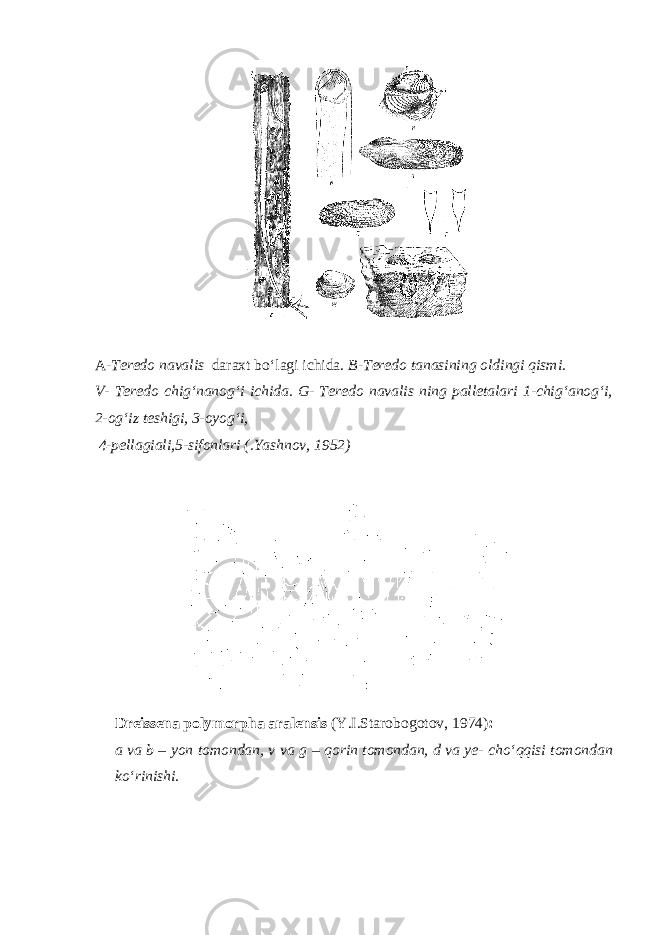 A- Teredo navalis daraxt bо‘lagi ichida. B-Teredo tanasining oldingi qismi. V- Teredo chig‘nanog‘i ichida. G- Teredo navalis ning palletalari 1-chig‘anog‘i, 2-og‘iz teshigi, 3-oyog‘i, 4-pellagiali,5-sifonlari (.Yashnov, 1952) Dreissena polymorpha aralensis (Y.I.Starobogotov, 1974) : a va b – yon tomondan, v va g – qorin tomondan, d va ye- chо‘qqisi tomondan kо‘rinishi. 