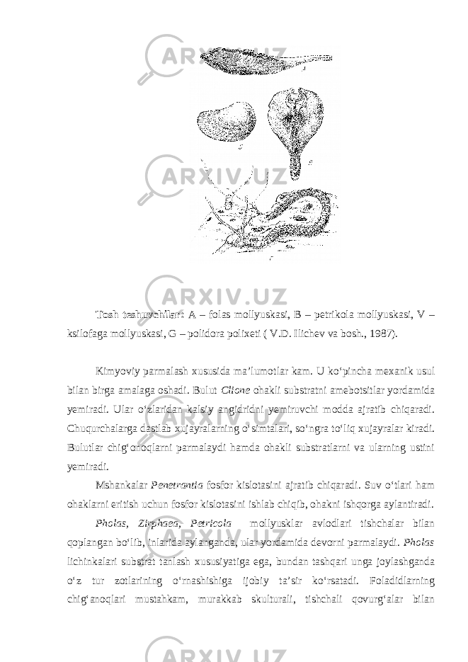 Tosh teshuvchilar: A – folas mollyuskasi, B – petrikola mollyuskasi, V – ksilofaga mollyuskasi, G – polidora polixeti ( V.D. Ilichev va bosh., 1987). Kimyoviy parmalash xususida ma’lumotlar kam. U kо‘pincha mexanik usul bilan birga amalaga oshadi. Bulut Clione ohakli substratni amebotsitlar yordamida yemiradi. Ular о‘zlaridan kalsiy angidridni yemiruvchi modda ajratib chiqaradi. Chuqurchalarga dastlab xujayralarning о‘simtalari, sо‘ngra tо‘liq xujayralar kiradi. Bulutlar chig‘onoqlarni parmalaydi hamda ohakli substratlarni va ularning ustini yemiradi. Mshankalar Penetrantia fosfor kislotasini ajratib chiqaradi. Suv о‘tlari ham ohaklarni eritish uchun fosfor kislotasini ishlab chiqib, ohakni ishqorga aylantiradi. Pholas, Zirphaea, Petricola mollyusklar avlodlari tishchalar bilan qoplangan bо‘lib, inlarida aylanganda, ular yordamida devorni parmalaydi. Pholas lichinkalari substrat tanlash xususiyatiga ega, bundan tashqari unga joylashganda о‘z tur zotlarining о‘rnashishiga ijobiy ta’sir kо‘rsatadi. Foladidlarning chig‘anoqlari mustahkam, murakkab skulturali, tishchali qovurg‘alar bilan 