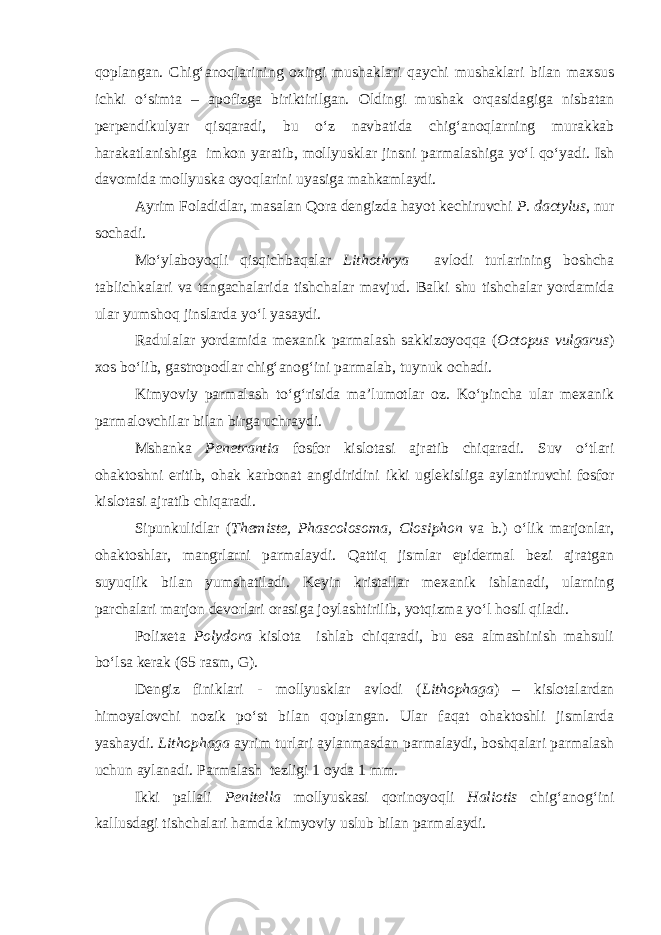 qoplangan. Chig‘anoqlarining oxirgi mushaklari qaychi mushaklari bilan maxsus ichki о‘simta – apofizga biriktirilgan. Oldingi mushak orqasidagiga nisbatan perpendikulyar qisqaradi, bu о‘z navbatida chig‘anoqlarning murakkab harakatlanishiga imkon yaratib, mollyusklar jinsni parmalashiga yо‘l qо‘yadi. Ish davomida mollyuska oyoqlarini uyasiga mahkamlaydi. Ayrim Foladidlar, masalan Qora dengizda hayot kechiruvchi P. dactylus , nur sochadi. Mо‘ylaboyoqli qisqichbaqalar Lithothrya avlodi turlarining boshcha tablichkalari va tangachalarida tishchalar mavjud. Balki shu tishchalar yordamida ular yumshoq jinslarda yо‘l yasaydi. Radulalar yordamida mexanik parmalash sakkizoyoqqa ( Octopus vulgarus ) xos bо‘lib, gastropodlar chig‘anog‘ini parmalab, tuynuk ochadi. Kimyoviy parmalash tо‘g‘risida ma’lumotlar oz. Kо‘pincha ular mexanik parmalovchilar bilan birga uchraydi. Mshanka Penetrantia fosfor kislotasi ajratib chiqaradi. Suv о‘tlari ohaktoshni eritib, ohak karbonat angidiridini ikki uglekisliga aylantiruvchi fosfor kislotasi ajratib chiqaradi. Sipunkulidlar ( Themiste, Phascolosoma, Closiphon va b.) о‘lik marjonlar, ohaktoshlar, mangrlarni parmalaydi. Qattiq jismlar epidermal bezi ajratgan suyuqlik bilan yumshatiladi. Keyin kristallar mexanik ishlanadi, ularning parchalari marjon devorlari orasiga joylashtirilib, yotqizma yо‘l hosil qiladi. Polixeta Polydora kislota ishlab chiqaradi, bu esa almashinish mahsuli bо‘lsa kerak (65 rasm, G). Dengiz finiklari - mollyusklar avlodi ( Lithophaga ) – kislotalardan himoyalovchi nozik pо‘st bilan qoplangan. Ular faqat ohaktoshli jismlarda yashaydi. Lithophaga ayrim turlari aylanmasdan parmalaydi, boshqalari parmalash uchun aylanadi. Parmalash tezligi 1 oyda 1 mm. Ikki pallali Penitella mollyuskasi qorinoyoqli Haliotis chig‘anog‘ini kallusdagi tishchalari hamda kimyoviy uslub bilan parmalaydi. 