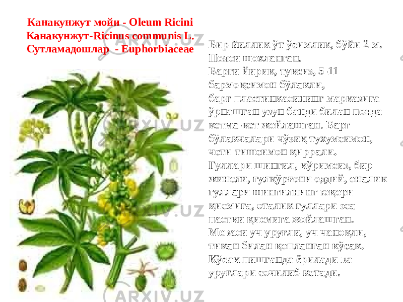 Канакунжут мойи - Oleum Ricini Канакунжут-Ricinus communis L. Сутламадошлар - Euphorbiaceae Бир йиллик ўт ўсимлик, бўйи 2 м. Пояси шохланган. Барги йирик, туксиз, 5-11 бармоқсимон бўлакли, барг пластинкасининг марказига ўрнашган узун банди билан пояда кетма-кет жойлашган. Барг бўлакчалари чўзиқ тухумсимон, чети тишсимон қиррали. Гуллари шингил, кўримсиз, бир жинсли, гулқўрғони оддий, оналик гуллари шингилнинг юқори қисмига, оталик гуллари эса пастки қисмига жойлашган. Меваси уч уруғли, уч чаноқли, тикан билан қопланган кўсак. Кўсак пишганда ёрилади ва уруғлари сочилиб кетади. 