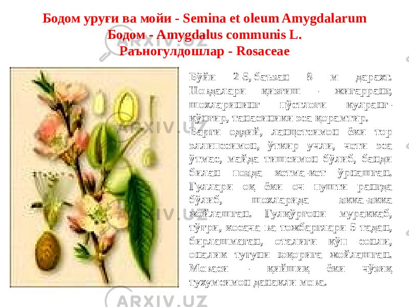 Бодом уруғи ва мойи - Semina et oleum Amygdalarum Бодом - Amygdalus communis L. Раъногулдошлар - Rosaceae Бўйи 2-5, баъзан 8 м дарахт. Новдалари қизғиш - жигарранг, шохларининг пўстлоғи кулранг- қўнғир, танасиники эса қорамтир. Барги оддий, ланцетсимон ёки тор эллипссимон, ўткир учли, чети эса ўтмас, майда тишсимон бўлиб, банди билан пояда кетма-кет ўрнашган. Гуллари оқ ёки оч пушти рангда бўлиб, шохларида якка-якка жойлашган. Гулқўрғони мураккаб, тўғри, косача ва тожбарглари 5 тадан, бирлашмаган, оталиги кўп сонли, оналик тугуни юқорига жойлашган. Меваси - қийшиқ ёки чўзиқ тухумсимон данакли мева. 