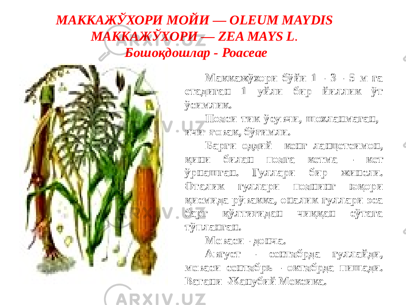 МАККАЖЎХОРИ МОЙИ — OLEUM MAYDIS МАККАЖЎХОРИ — ZEA MAYS L . Бошоқдошлар - Роасеае Маккажўхори бўйи 1 - 3 - 5 м га етадиган 1 уйли бир йиллик ўт ўсимлик. Пояси тик ўсувчи, шохланмаган, ичи ғовак, бўғимли. Барги оддий кенг ланцетсимон, қини билан пояга кетма - кет ўрнашган. Гуллари бир жинсли. Оталик гуллари поянинг юқори қисмида рўвакка, оналик гуллари эса барг қўлтиғидан чиққан сўтага тўпланган. Меваси - донча. Август - сентябрда гуллайди, меваси сентябрь - октябрда пишади. Ватани -Жанубий Мексика. 