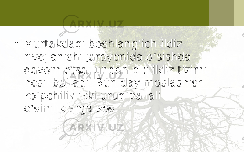 • Murtakdagi boshlang‘ich ildiz rivojlanishi jarayonida o‘sishda davom etsa, undan o‘q ildiz tizimi hosil bo‘ladi. Bun day moslashish ko‘pchilik ikki urug‘pallali o‘simliklarga xos. 