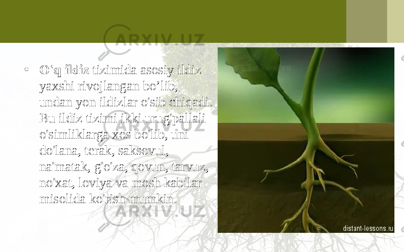 • O&#39;q ildiz tizimida asosiy ildiz yaxshi rivojlangan bo’lib, undan yon ildizlar o&#39;sib chiqadi. Bu ildiz tizimi ikki urug&#39;pallali o&#39;simliklarga xos bo&#39;lib, uni do&#39;lana, terak, saksovul, na&#39;matak, g&#39;o&#39;za, qovun, tarvuz, no&#39;xat, loviya va mosh kabilar misolida ko&#39;rish mumkin. 