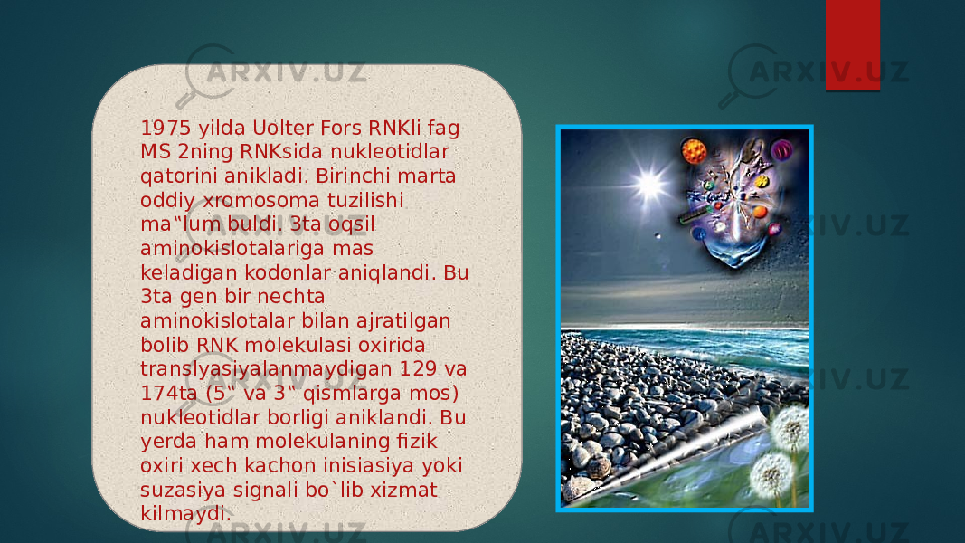 1975 yilda Uolter Fors RNKli fag MS 2ning RNKsida nukleotidlar qatorini anikladi. Birinchi marta oddiy xromosoma tuzilishi ma‟lum buldi. 3ta oqsil aminokislotalariga mas keladigan kodonlar aniqlandi. Bu 3ta gen bir nechta aminokislotalar bilan ajratilgan bolib RNK molekulasi oxirida translyasiyalanmaydigan 129 va 174ta (5‟ va 3‟ qismlarga mos) nukleotidlar borligi aniklandi. Bu yerda ham molekulaning fizik oxiri xech kachon inisiasiya yoki suzasiya signali bo`lib xizmat kilmaydi. 