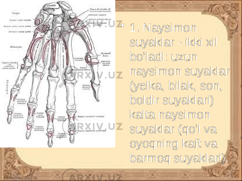 • 1. Naysimon suyaklar - ikki xil bo’ladi: uzun naysimon suyaklar (yelka, bilak, son, boldir suyaklari) kalta naysimon suyaklar (qo’l va oyoqning kaft va barmoq suyaklari). 