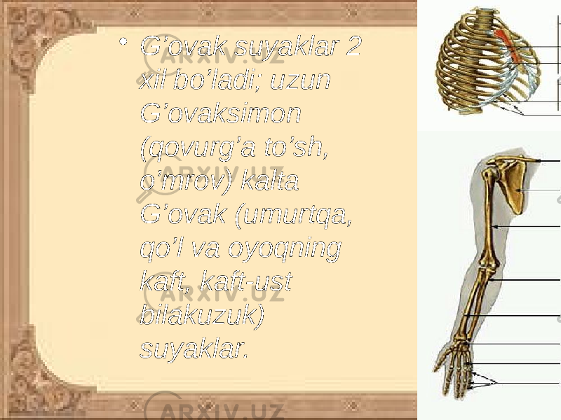 • G’ovak suyaklar 2 xil bo’ladi; uzun G’ovaksimon (qovurg’a to’sh, o’mrov) kalta G’ovak (umurtqa, qo’l va oyoqning kaft, kaft-ust bilakuzuk) suyaklar. 