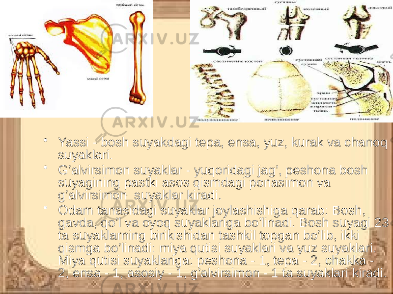 • Yassi - bosh suyakdagi tepa, ensa, yuz, kurak va chanoq suyaklari. • G’alvirsimon suyaklar - yuqoridagi jag’, peshona bosh suyagining pastki asos qismdagi ponasimon va g’alvirsimon suyaklar kiradi. • Odam tanasidagi suyaklar joylashishiga qarab: Bosh, gavda, qo’l va oyoq suyaklariga bo’linadi. Bosh suyagi 23 ta suyaklarning birikishidan tashkil topgan bo’lib, ikki qismga bo’linadi: miya qutisi suyaklari va yuz suyaklari. Miya qutisi suyaklariga: peshona - 1, tepa - 2, chakka - 2, ensa - 1, asosiy - 1, g’alvirsimon - 1 ta suyaklari kiradi. 