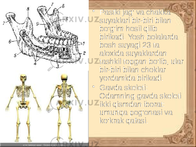 • Pastki jag’ va chakka suyaklari bir-biri bilan bo’g’im hosil qilib birikadi. Yosh bolalarda bosh suyagi 23 ta aloxida suyaklardan tashkil topgan bo’lib, ular bir-biri bilan choklar yordamida birikadi. • Gavda skeleti: Odamning gavda skeleti ikki qismdan iborat: umurtqa pog’onasi va ko’krak qafasi. 