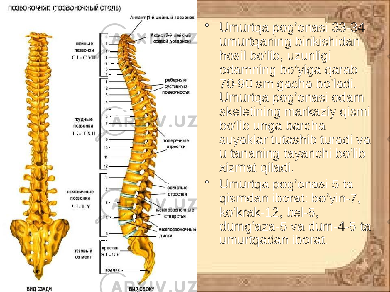 • Umurtqa pog’onasi 33-34 umurtqaning birikishidan hosil bo’lib, uzunligi odamning bo’yiga qarab 70-90 sm gacha bo’ladi. Umurtqa pog’onasi odam skeletining markaziy qismi bo’lib unga barcha suyaklar tutashib turadi va u tananing tayanchi bo’lib xizmat qiladi. • Umurtqa pog’onasi 5 ta qismdan iborat: bo’yin-7, ko’krak-12, bel-5, dumg’aza-5 va dum-4-5 ta umurtqadan iborat. 