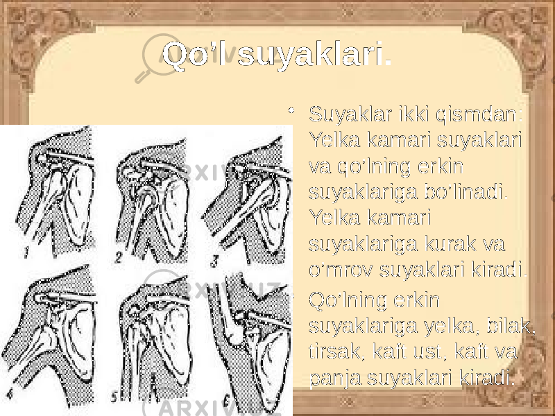 Qo’l suyaklari. • Suyaklar ikki qismdan: Yelka kamari suyaklari va qo’lning erkin suyaklariga bo’linadi. Yelka kamari suyaklariga kurak va o’mrov suyaklari kiradi. • Qo’lning erkin suyaklariga yelka, bilak, tirsak, kaft ust, kaft va panja suyaklari kiradi. 