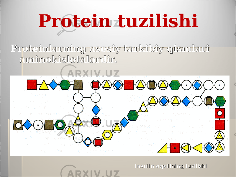 Protein tuzilishi Proteinlarning asosiy tarkibiy qismlari aminokislotalardir. Insulin oqsilining tuzilishi 