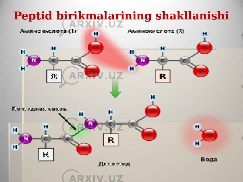 Peptid birikmalarining shakllanishi 