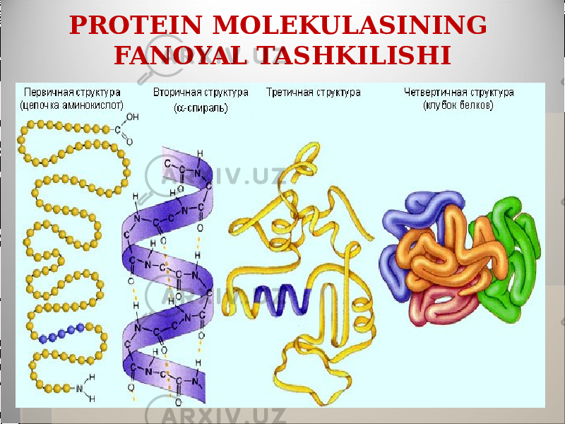 PROTEIN MOLEKULASINING FANOYAL TASHKILISHI 