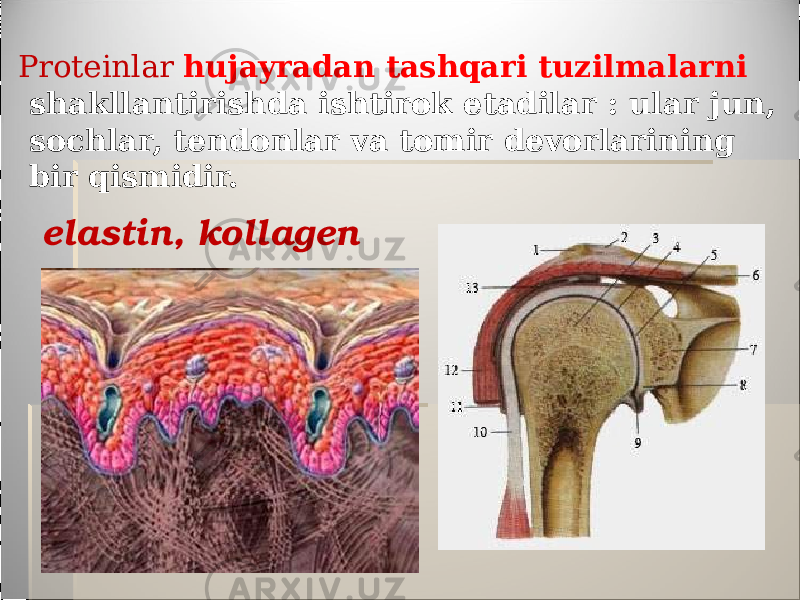  Proteinlar hujayradan tashqari tuzilmalarni shakllantirishda ishtirok etadilar : ular jun, sochlar, tendonlar va tomir devorlarining bir qismidir. elastin, kollagen 