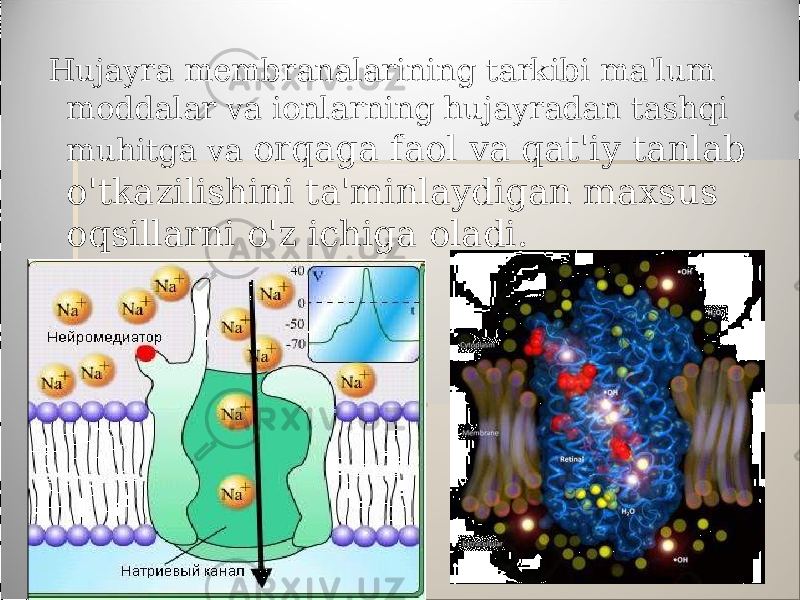  Hujayra membranalarining tarkibi ma&#39;lum moddalar va ionlarning hujayradan tashqi muhitga va orqaga faol va qat&#39;iy tanlab o&#39;tkazilishini ta&#39;minlaydigan maxsus oqsillarni o&#39;z ichiga oladi. 