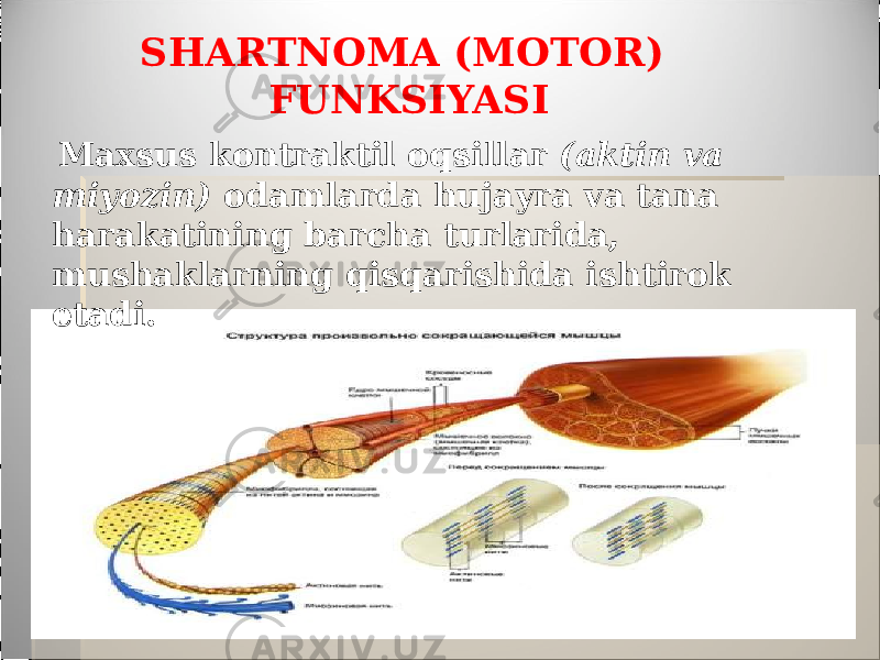 SHARTNOMA (MOTOR) FUNKSIYASI Maxsus kontraktil oqsillar (aktin va miyozin) odamlarda hujayra va tana harakatining barcha turlarida, mushaklarning qisqarishida ishtirok etadi. 