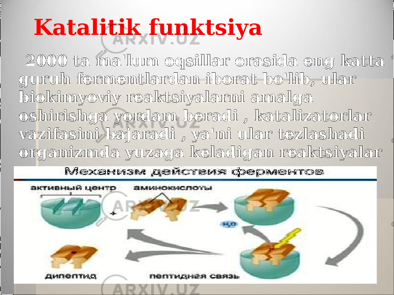 Katalitik funktsiya 2000 ta ma&#39;lum oqsillar orasida eng katta guruh fermentlardan iborat bo&#39;lib, ular biokimyoviy reaktsiyalarni amalga oshirishga yordam beradi , katalizatorlar vazifasini bajaradi , ya&#39;ni ular tezlashadi organizmda yuzaga keladigan reaktsiyalar 