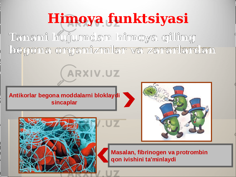 Himoya funktsiyasi Masalan, fibrinogen va protrombin qon ivishini ta&#39;minlaydiAntikorlar begona moddalarni bloklaydi sincaplarTanani hujumdan himoya qiling begona organizmlar va zararlardan 